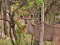 PR1851 Game and Cattle farm 164 ha for sale Mookgopong Vaalwater Limpopo PR1851 Game and Cattle farm 164 ha for sale Mookgopong Vaalwater Limpopo